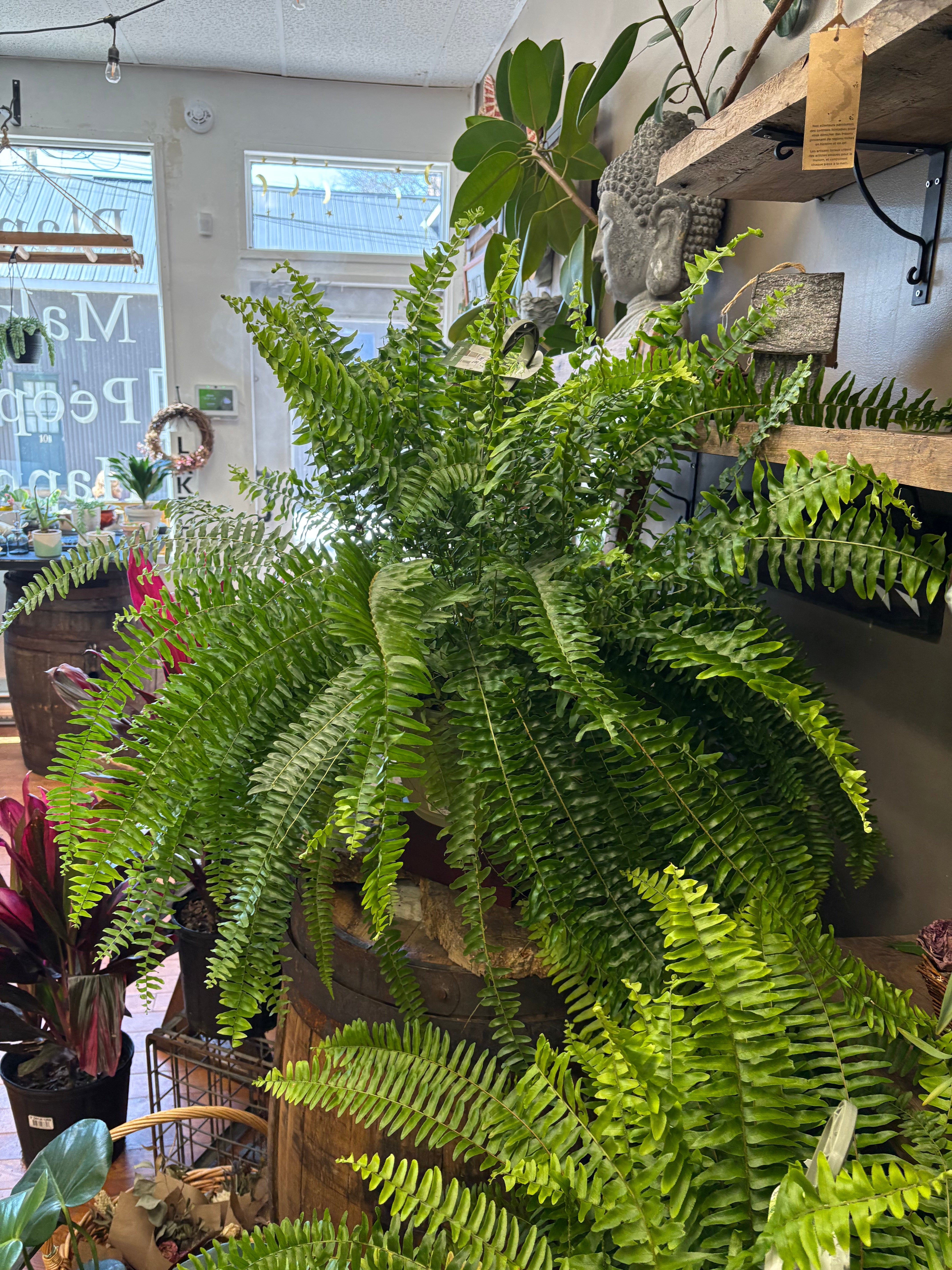 Boston Fern Hanging Basket - Lush Indoor & Outdoor Hanging Plant for Home, Patio, and Garden Decor