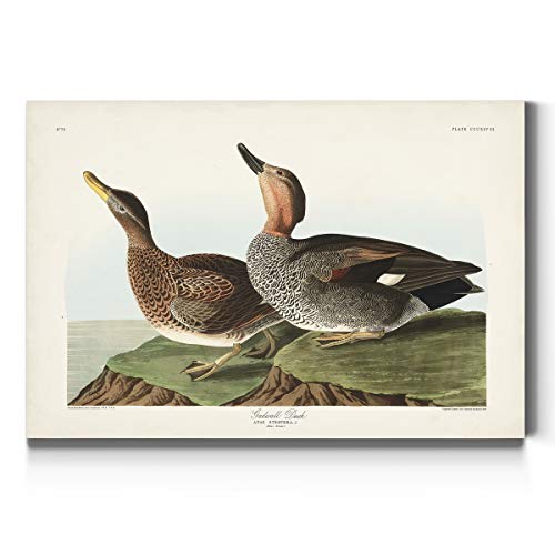 Audubon - Gadwall Duck