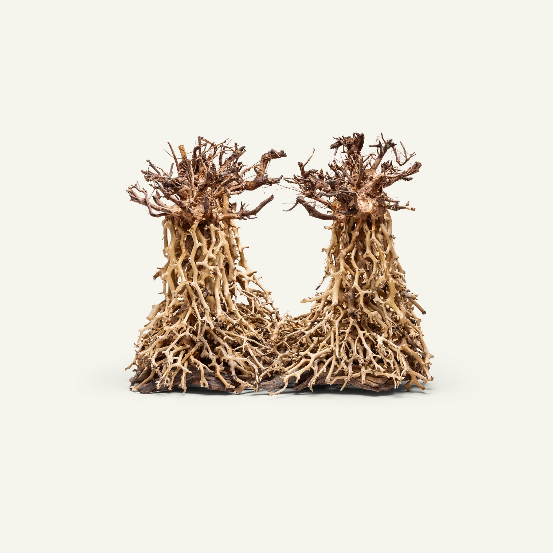 UNS Bonsai 003 - Premium Aquarium Bonsai Tree for Fish Tank Decoration | Perfect for Aquascaping, Shrimp Tanks & Natural Underwater Landscapes