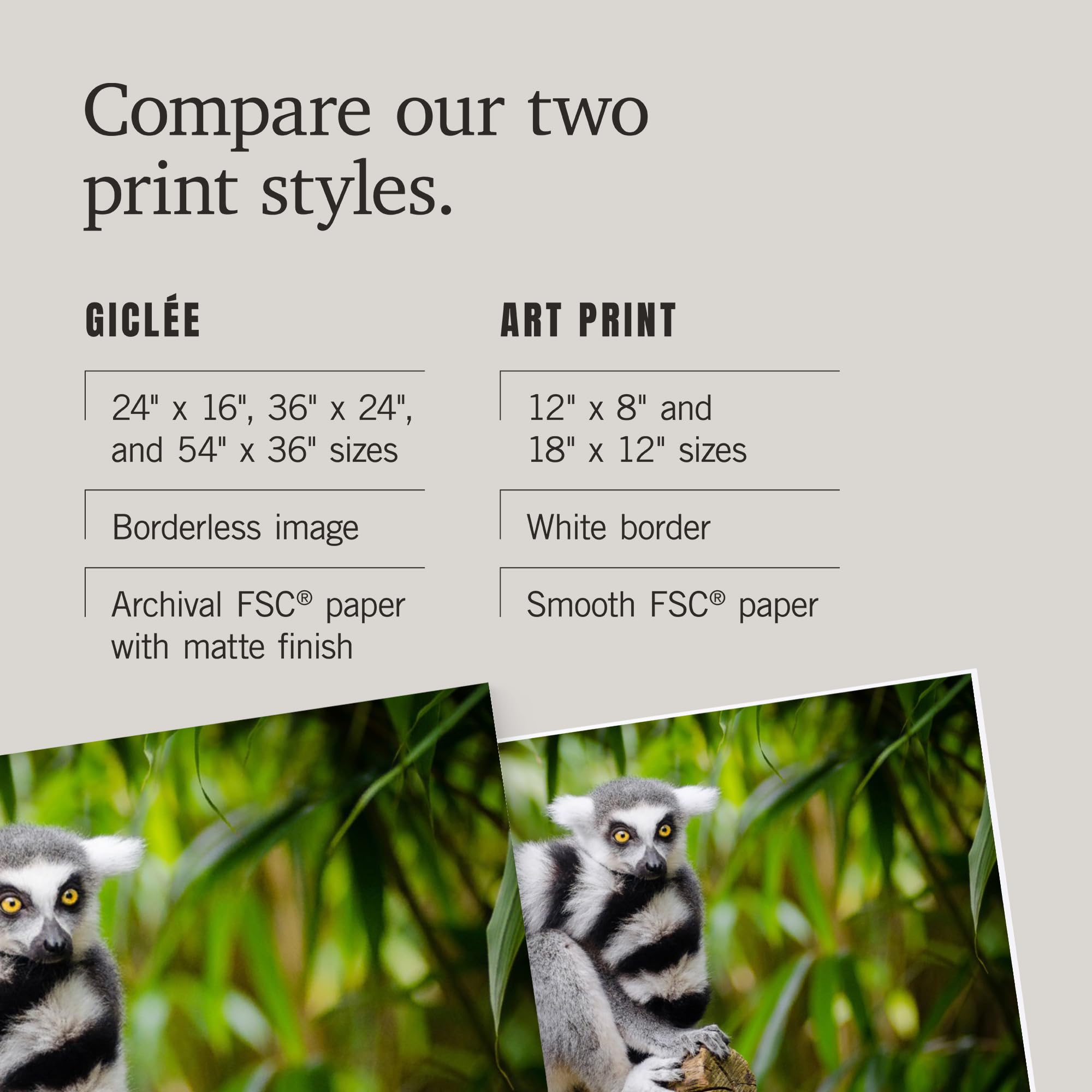 Lantern Press 16x24 Inch Giclee Print - Ring-Tailed Lemur Sitting on Branch Wall Art | Premium Wildlife Home Decor for Living Room, Bedroom & Office