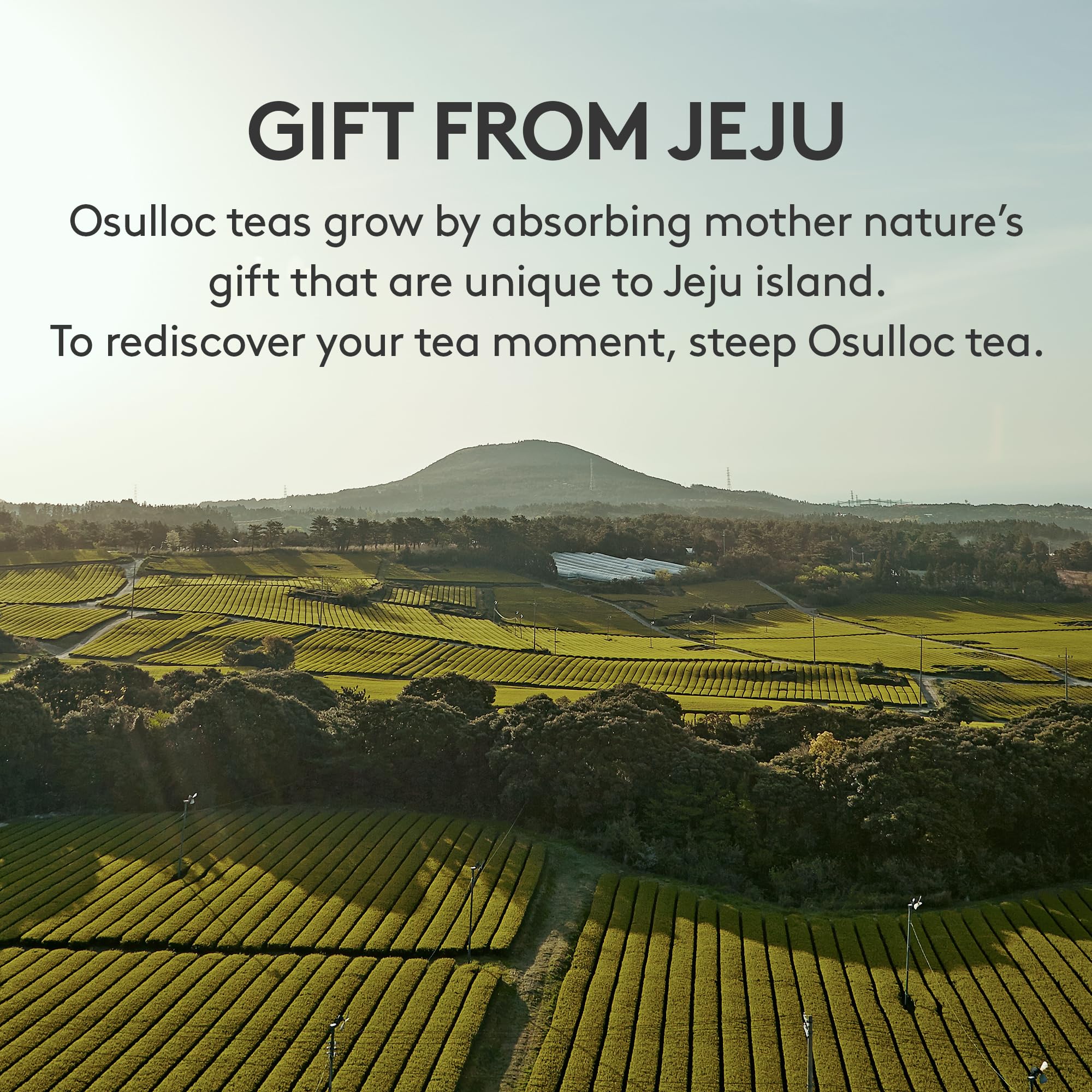 OSULLOC Matcha Pretzel Snacks (2.46 oz, 70g) - Premium Korean Green Tea Flavored Crackers from Jeju Island | Asian Tea Time Treats for Office, School & Home Snacking