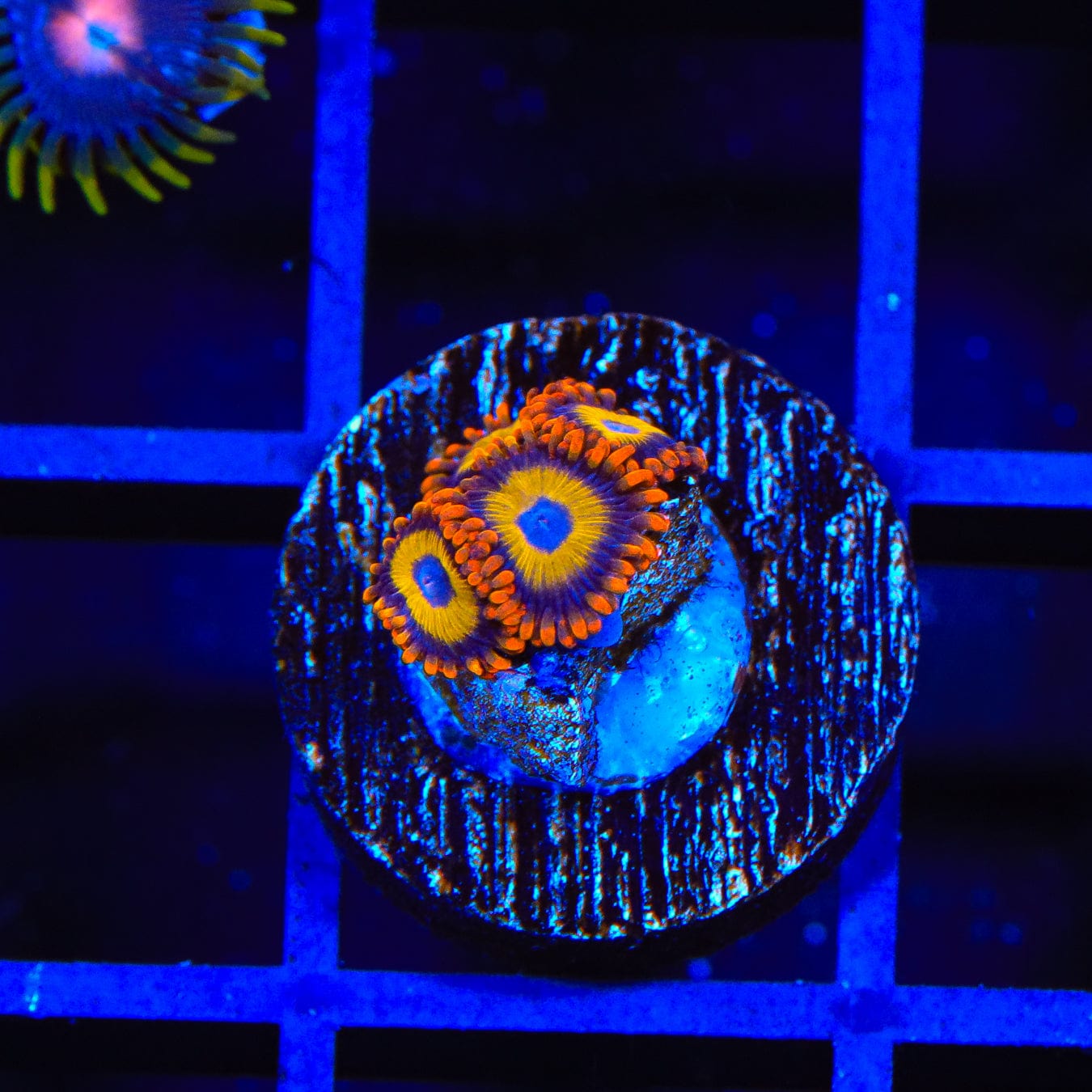 Premium Fruit Loops Zoanthids Coral for Saltwater Aquariums - Vibrant Colored Live Coral for Reef Tanks & Marine Aquascaping