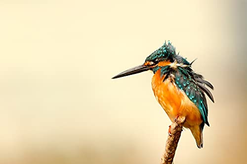 1000-Piece Jigsaw Puzzle for Adults & Kids - Kingfisher in The Wind - Fun DIY Home Entertainment Toy - Perfect for Family Game Nights & Stress Relief