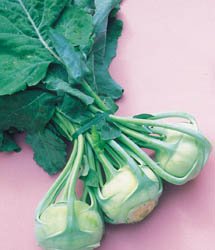 Seed Kingdom Early White Vienna Kohlrabi - 2,000 Heirloom Vegetable Seeds for Home Gardening, Container Planting & Organic Farming