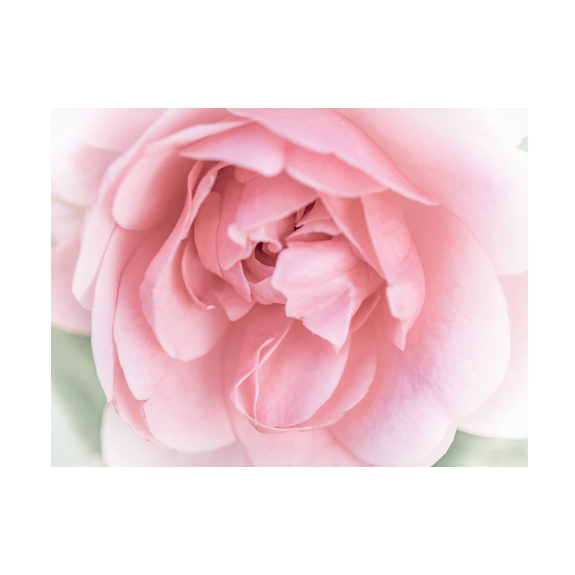 Pretty Pink Blooms II by Eva Bane - Floral Canvas Wall Art Print for Living Room, Bedroom & Office Decor - Trademark Fine Art Collection