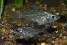 Agazzi's Glassfish 3.5cm - Realistic Artificial Fish Decor for Aquariums, Home & Office Decoration | Perfect for Fish Tanks, Terrariums, and Tabletop Displays