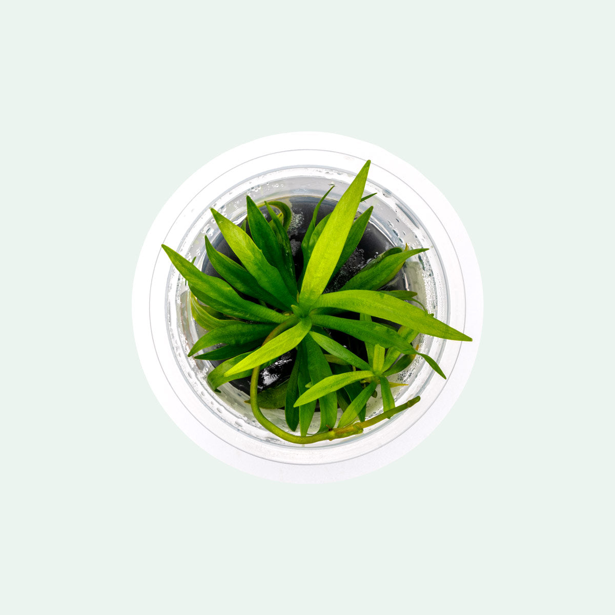 Helanthium Bolivianum Aquatic Plant - Live Freshwater Aquarium Plant for Fish Tanks, Ponds & Terrariums | Easy Care Low Light Plant for Beginners | Perfect for Aquascaping & Natural Habitat Decoration