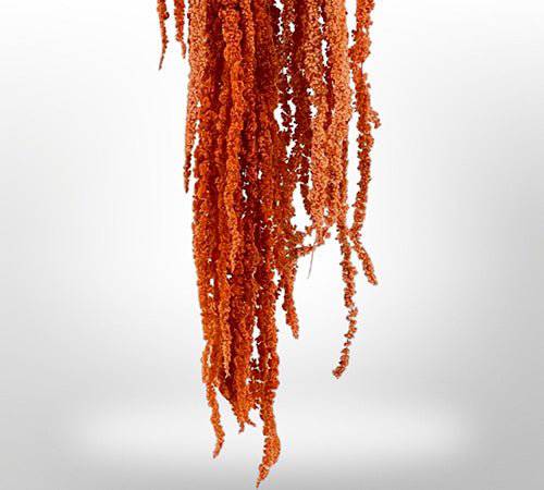 Dried Amaranthus Flowers for Home Decor | Natural Preserved Floral Arrangements | Perfect for Wedding, Party & DIY Crafts