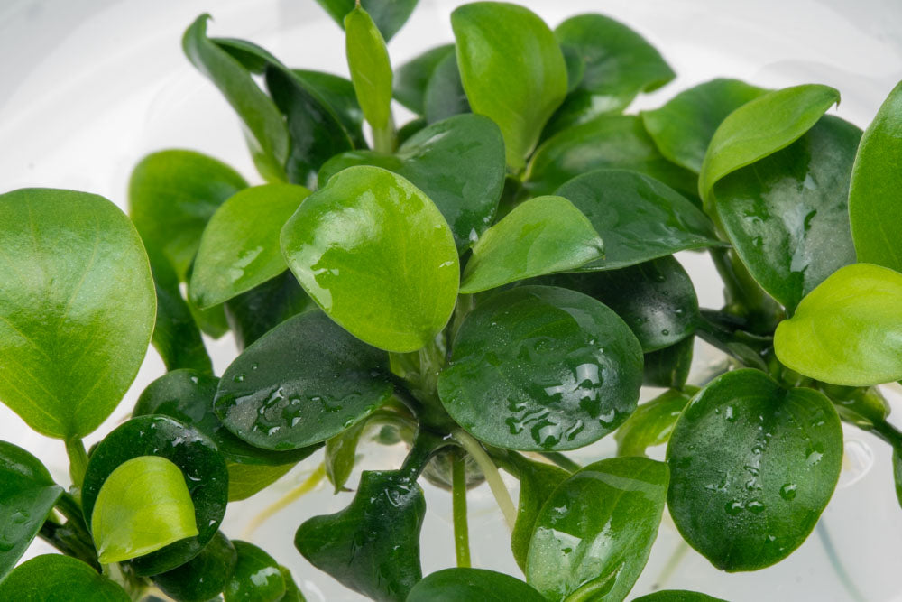 Anubias Nana Petite Tissue Culture - Live Aquatic Plant for Freshwater Aquariums | Perfect for Nano Tanks, Aquascaping & Low Light Environments