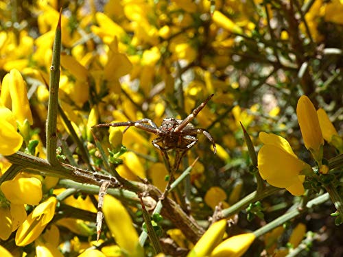 20x30 Inch Laminated Spider Genista Scorpius Aliaga Thorns Arachnid Wall Art Poster - Vibrant Colors & HD Print - Perfect for Home Decor, Office, or Gift - Fits Standard Frames
