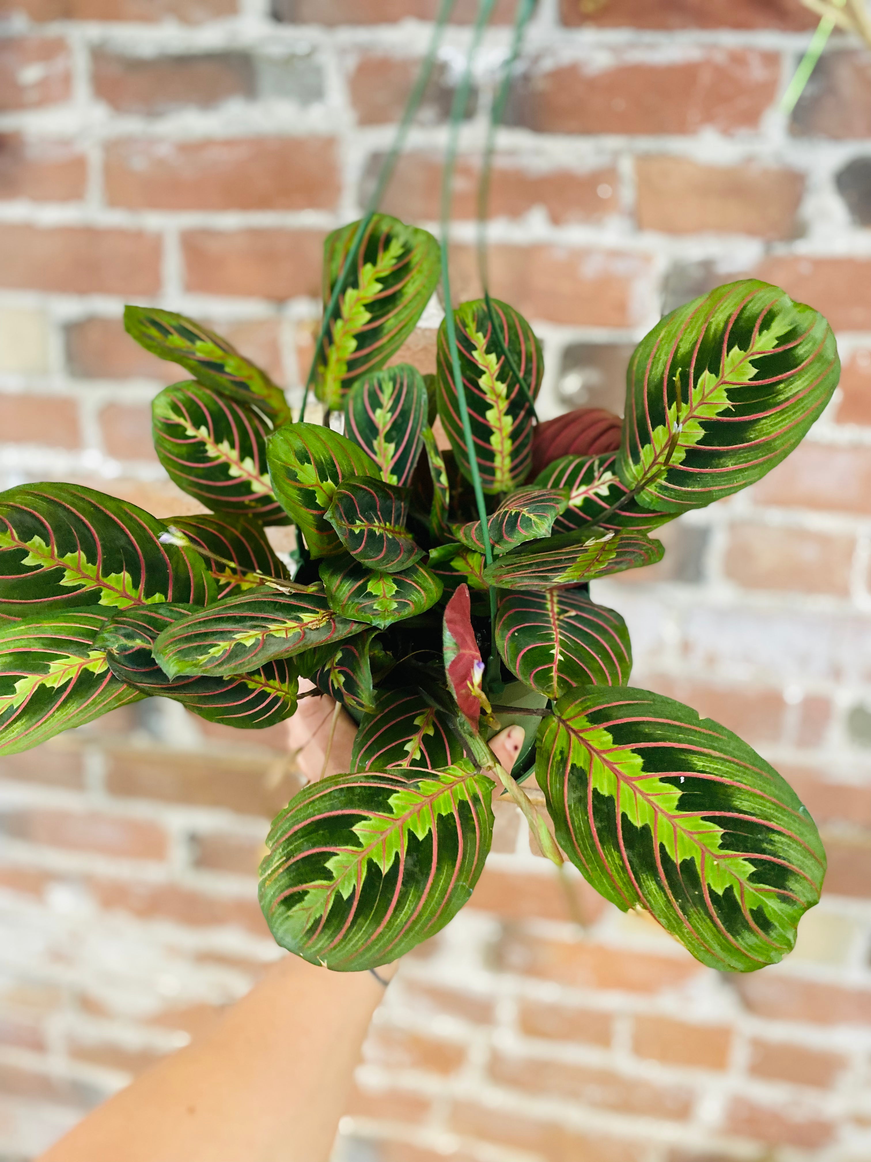 Maranta Prayer Plant - Live Indoor Houseplant for Home & Office Decor | Low Light & Easy Care | Perfect for Living Rooms, Bedrooms & Workspaces