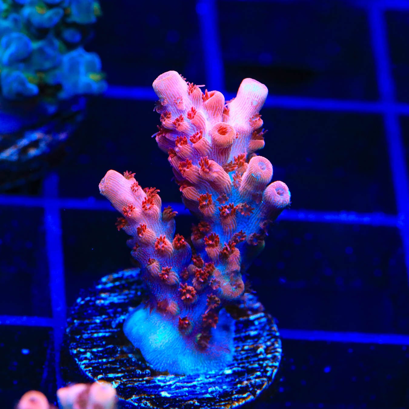 Premium CB Maleficent Acropora Coral for Saltwater Aquariums - Vibrant Purple SPS Coral for Reef Tanks & Marine Aquascaping