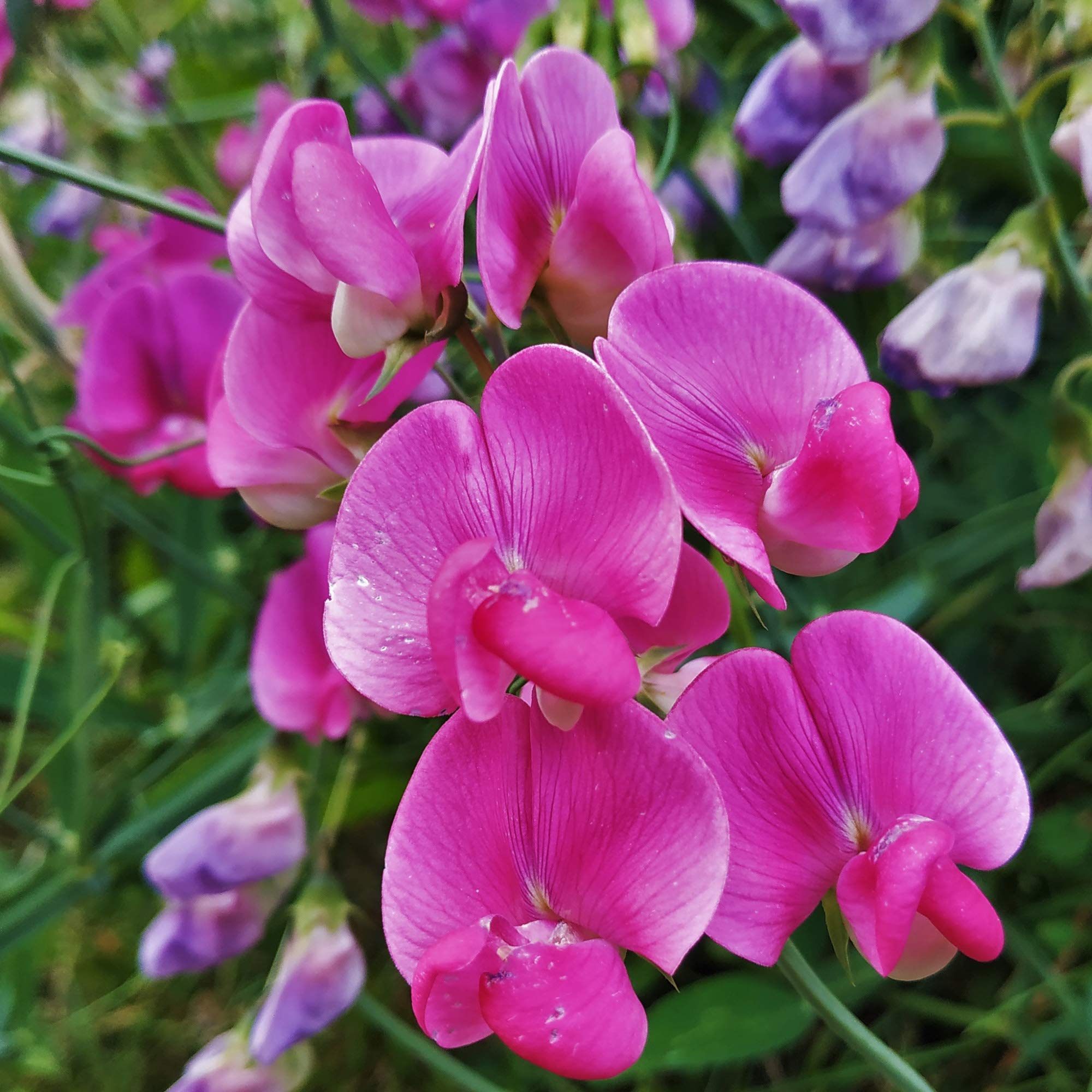 Outsidepride 500 Seeds Annual Lathyrus Odoratus Sweet Peas Royal Rose Pink Vine Seeds for Planting - Fragrant Climbing Flowers for Garden Trellis, Fences & Outdoor Decor