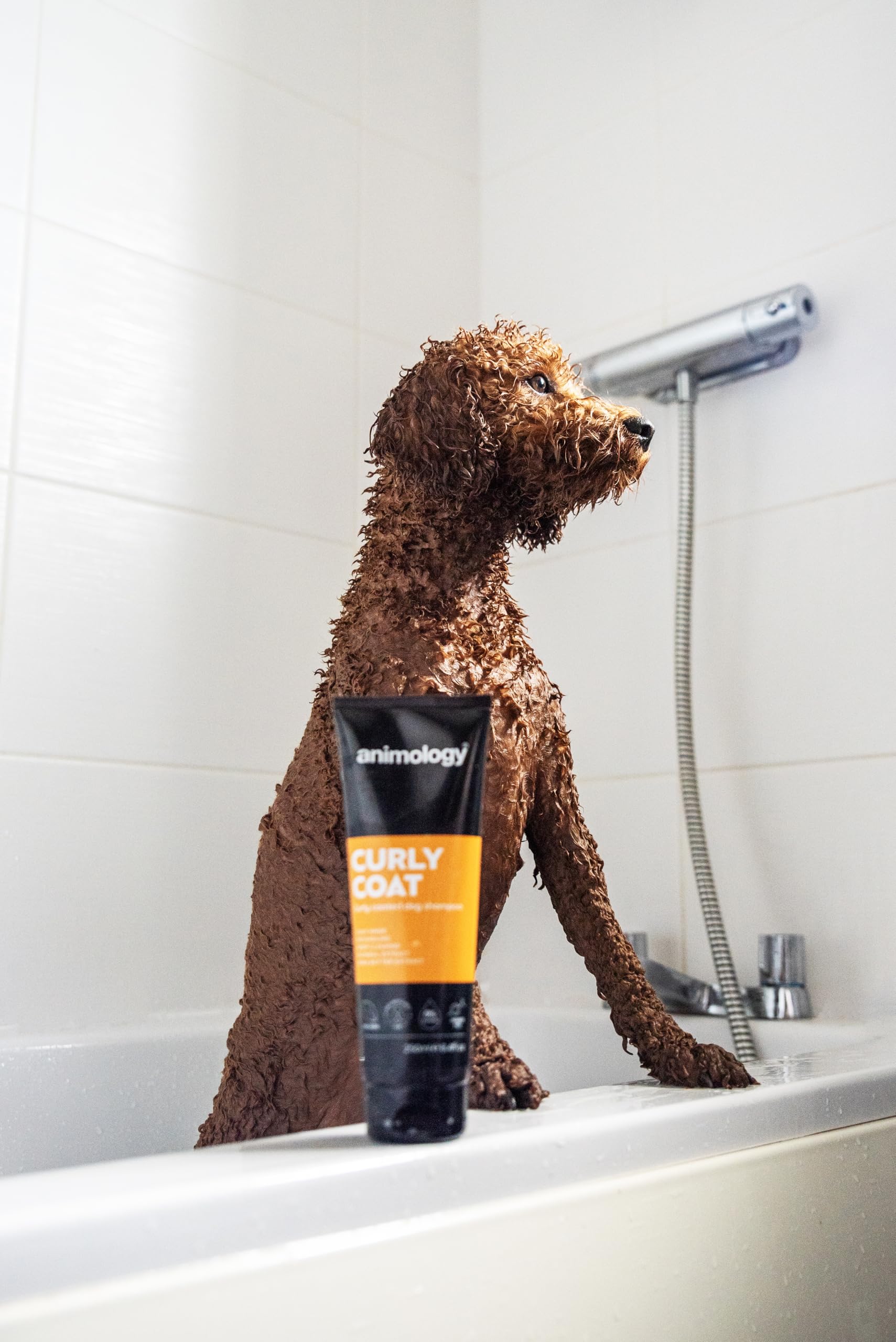 Animology Curly Coat Dog Shampoo for Poodles & Curly Haired Dogs - 250ml Moisturizing & Detangling Pet Shampoo (Pack of 1) - Perfect for Grooming, Bath Time & Show Preparation