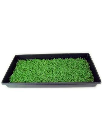 Organic Green Curled Ruffec Endive Seeds - 4 Oz Non-GMO Heirloom Vegetable Seeds for Microgreens & Salad Greens | Perfect for Home Gardening, Hydroponics & Healthy Eating