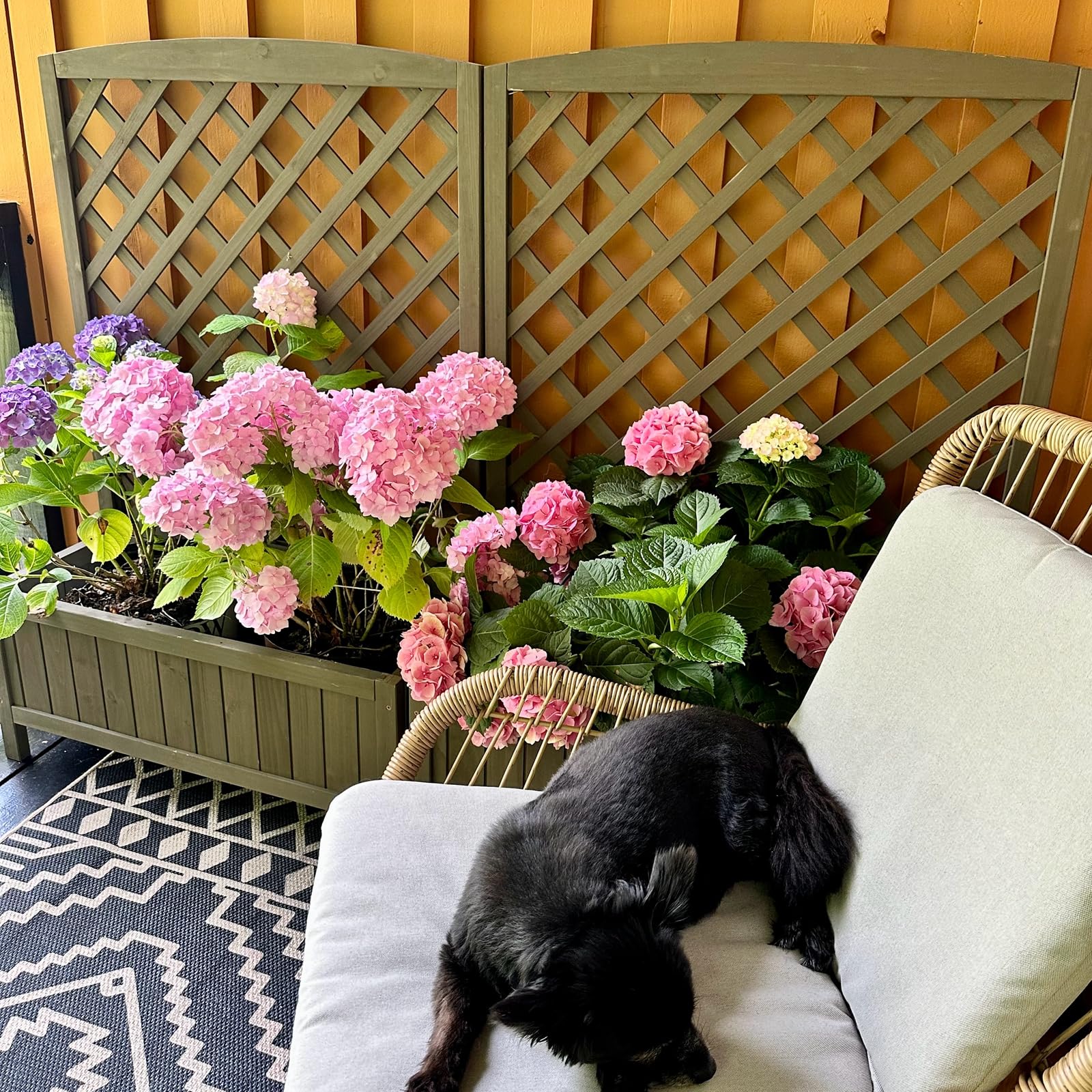 **Aivituvin Large Raised Garden Bed with Trellis - Outdoor Planter Box for Flowers, Vegetables & Vines - Vertical Lattice Panels for Climbing Plants - Perfect for Patio, Backyard & Balcony Gardening**