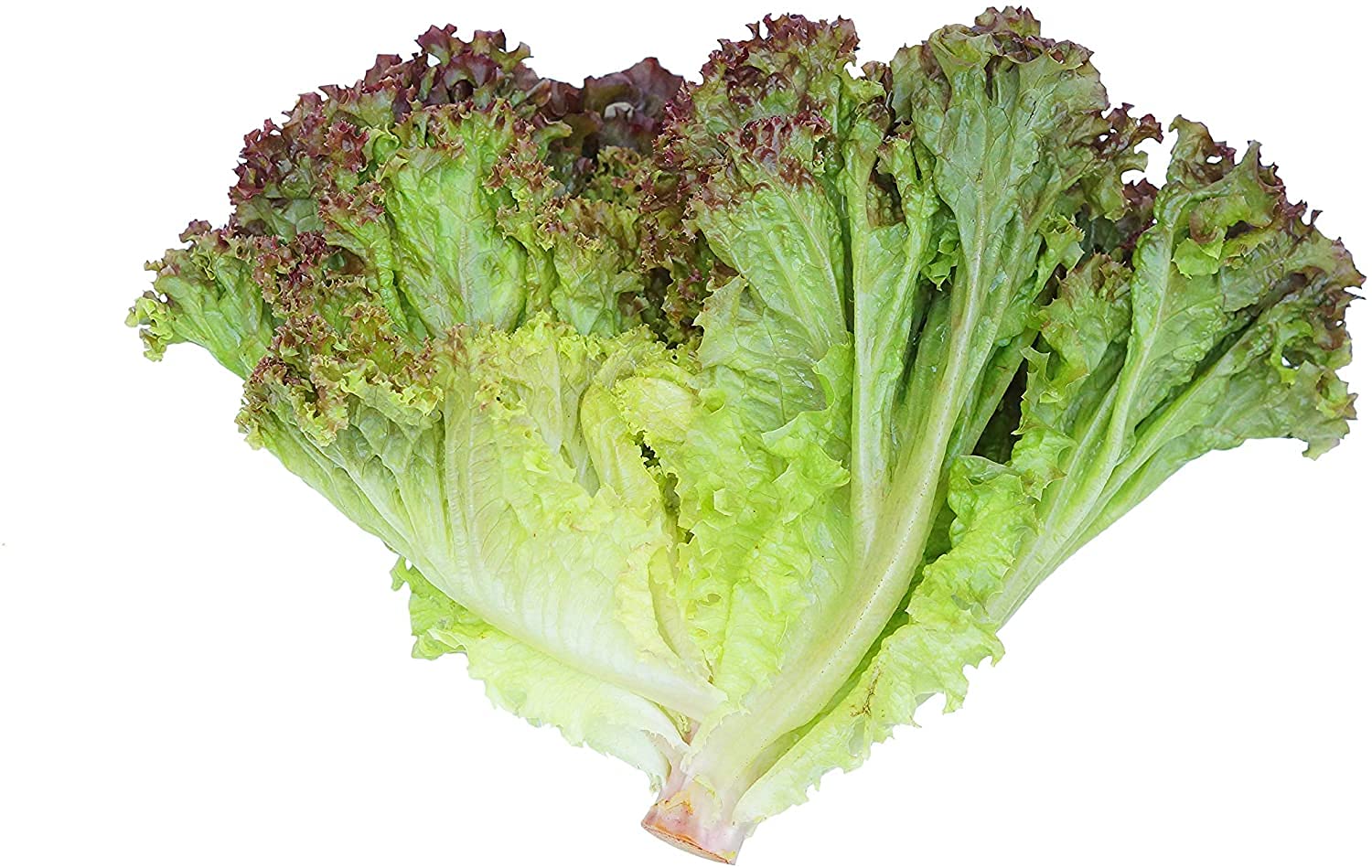 Prizehead Lettuce Seeds - 500 Count Non-GMO Heirloom Variety by COOL BEANS N SPROUTS for Home Gardening, Hydroponics & Salad Greens | Perfect for Indoor Herb Gardens, Microgreens & Healthy Eating