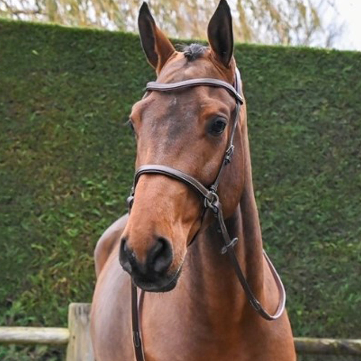 Jump'in Bitless Bridle for Horses - Comfortable & Adjustable Equestrian Training Gear - Perfect for Trail Riding, Dressage & Natural Horsemanship