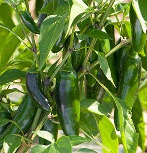 El Jefe Hybrid Hot Jalapeno Pepper Seeds - 25 Count - Spicy Heirloom Vegetable Seeds for Home Garden, Canning & Mexican Cooking