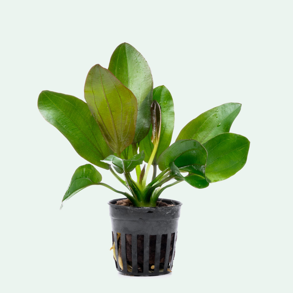 Echinodorus Barthii Aquatic Plant - Live Aquarium Plant for Fish Tanks & Ponds - Perfect for Freshwater Aquascaping & Decoration