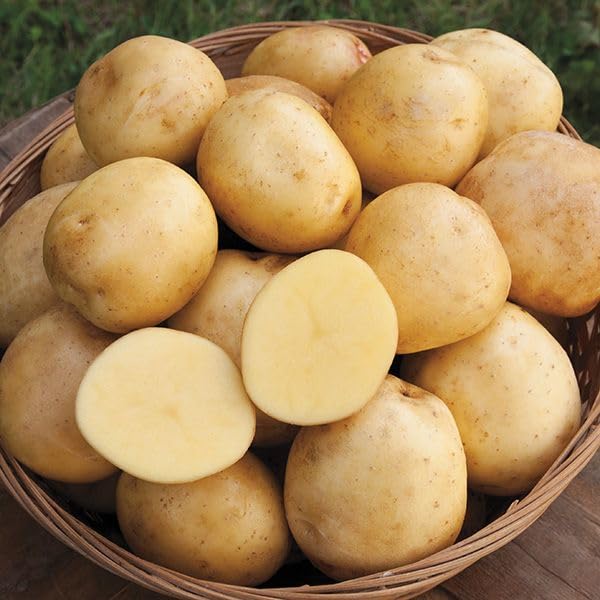USA Grown Yukon Gold Fresh Yellow Potatoes - Non-GMO, Bulk 2lb Bag for Roasting, Mashing & Healthy Cooking