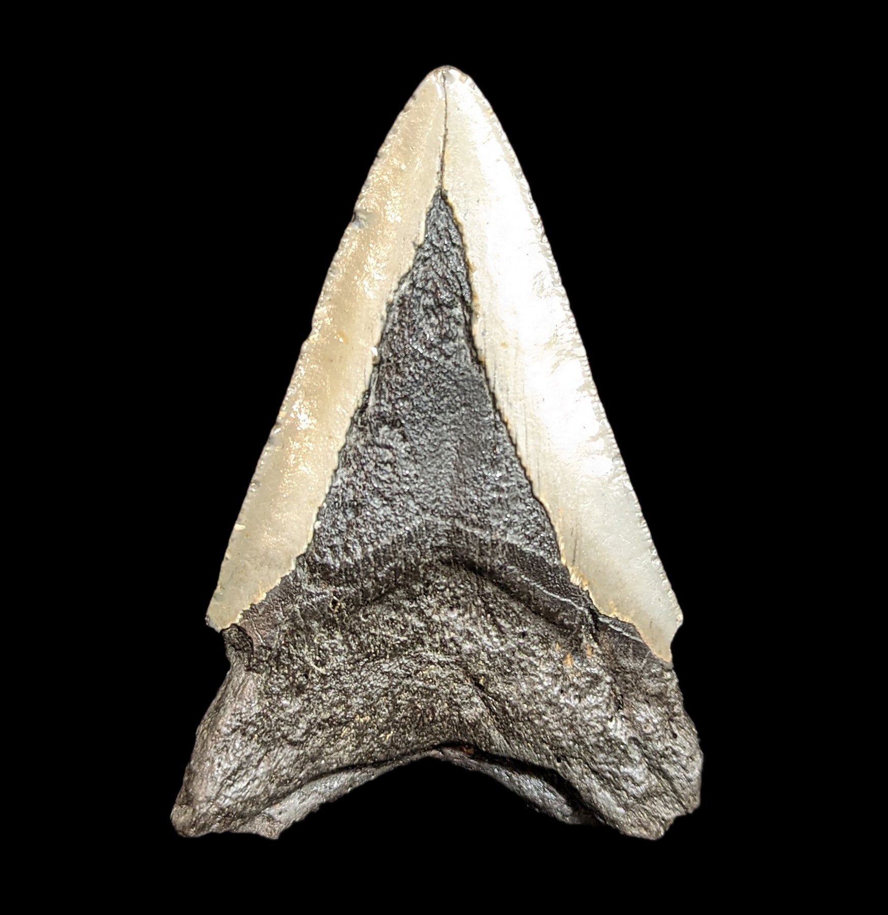 Authentic Megalodon Shark Tooth Fossil Specimen #36 - Perfect for Collectors, Paleontology Enthusiasts & Home Decor Display