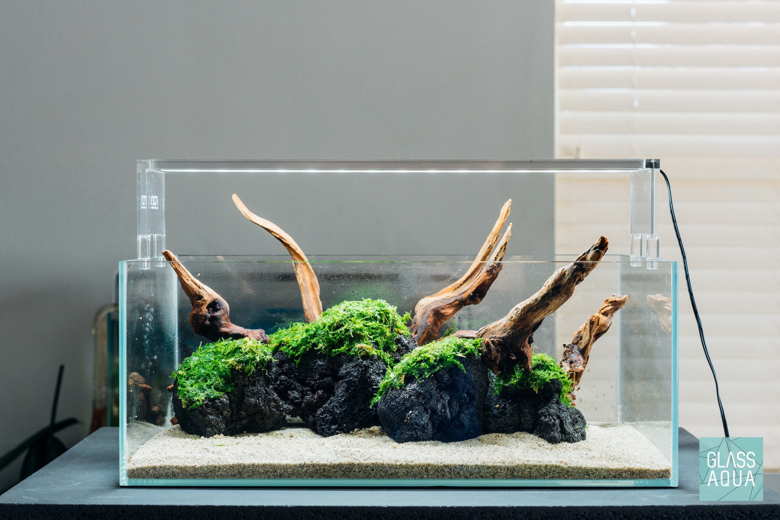 Premium Christmas Moss Large Mat for Aquascaping - Live Aquatic Plant for Fish Tanks, Shrimp Tanks & Aquariums - Natural Decoration & Oxygenation