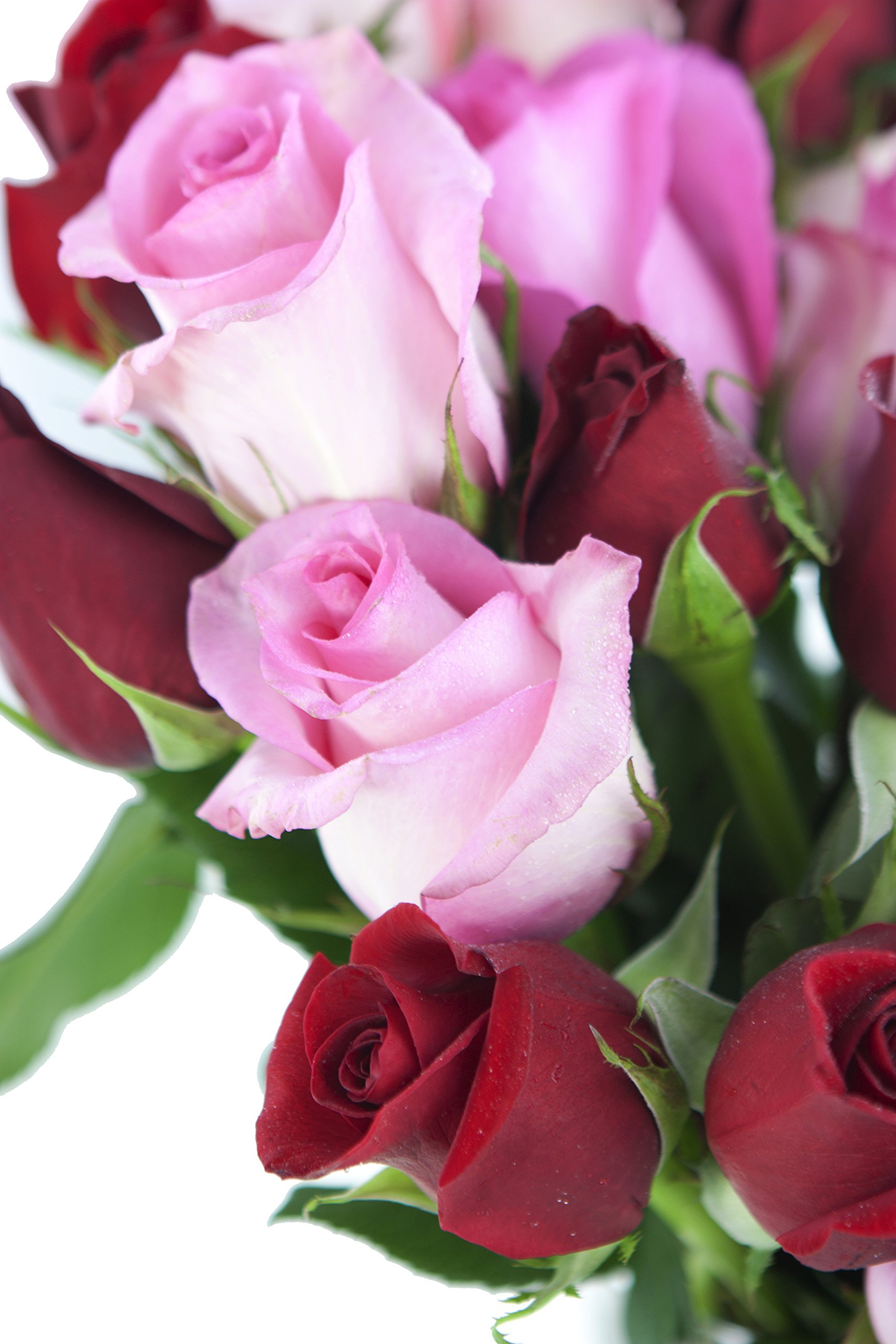 KaBloom Premium Fresh Roses - 24 Long Stem Red & Pink Roses with Glass Vase | Next Day Delivery | Perfect Gift for Mother's Day, Valentine's Day, Birthday, Anniversary & Get Well Wishes | Elegant Home Decor & Wedding Centerpiece Flowers