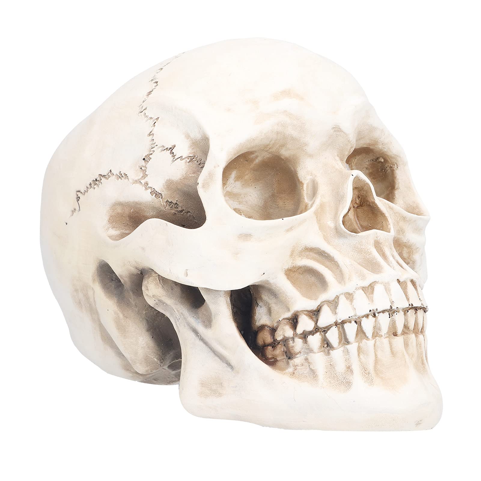 Halloween Resin Skull Head Model - Animal Skull Bones Decor for Spooky Party Props, Holiday Table Centerpiece & Gothic Home Decor - Perfect for Halloween Parties, Haunted House Displays & Themed Events