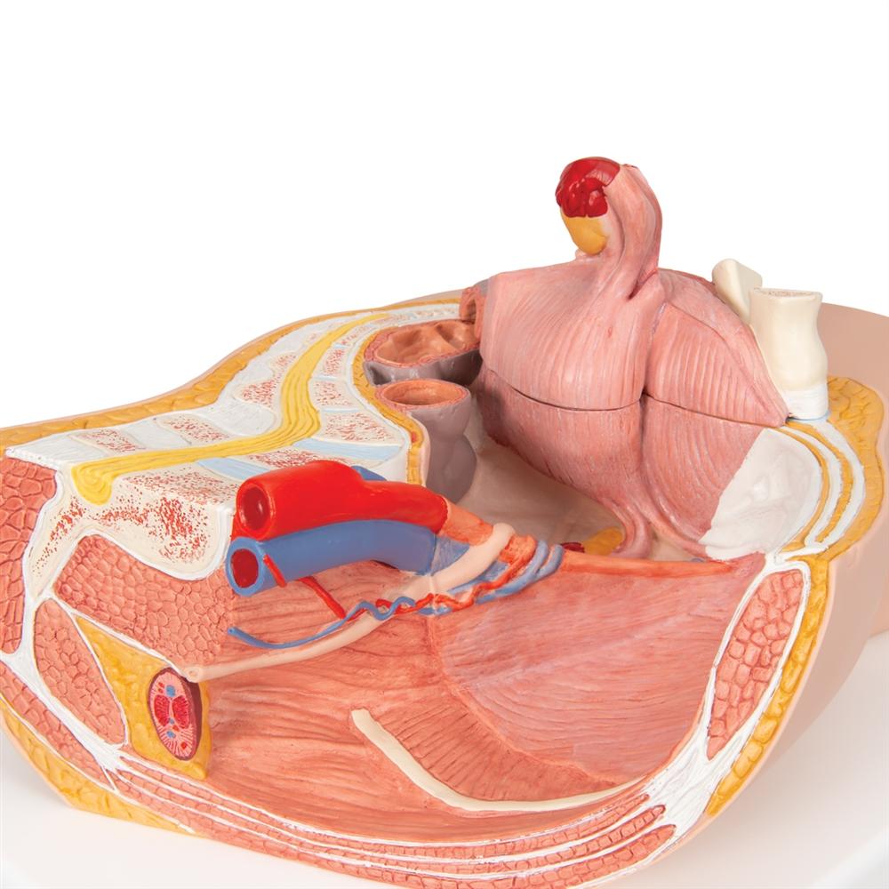 2-Part Female Pelvis Model - Anatomical Study Tool for Medical Students & Healthcare Professionals - Perfect for Classroom, Lab & Patient Education