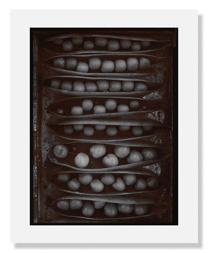 Olivia Parker Pods of Chance Ephemera Portfolio - Vintage Botanical Art Prints for Home Decor, Scrapbooking & Gift Giving