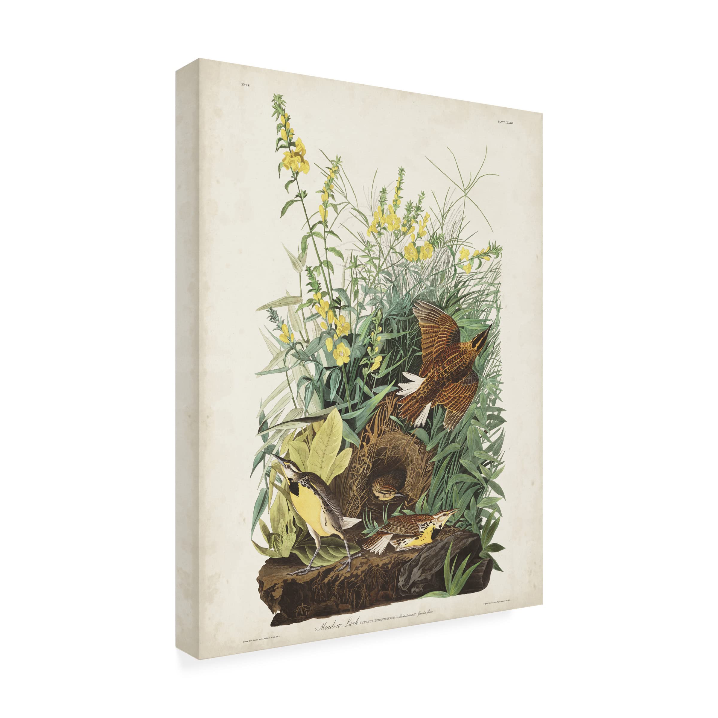 Trademark Fine Art 'Meadow Lark' Canvas Wall Art by John James Audubon - 35x47 Inches, Nature-Inspired Bird Painting for Living Room, Bedroom & Office Decor