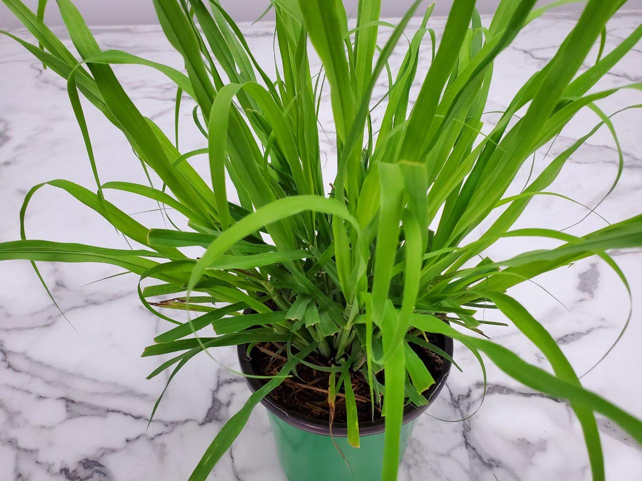 Organic Lemongrass Plant Live (Cymbopogon Citratus) - 1 Gallon Pot - Fresh Culinary Herb for Cooking, Tea & Aromatherapy - Florida Grown Tropical Plants for Home Garden, Kitchen & Outdoor Decor