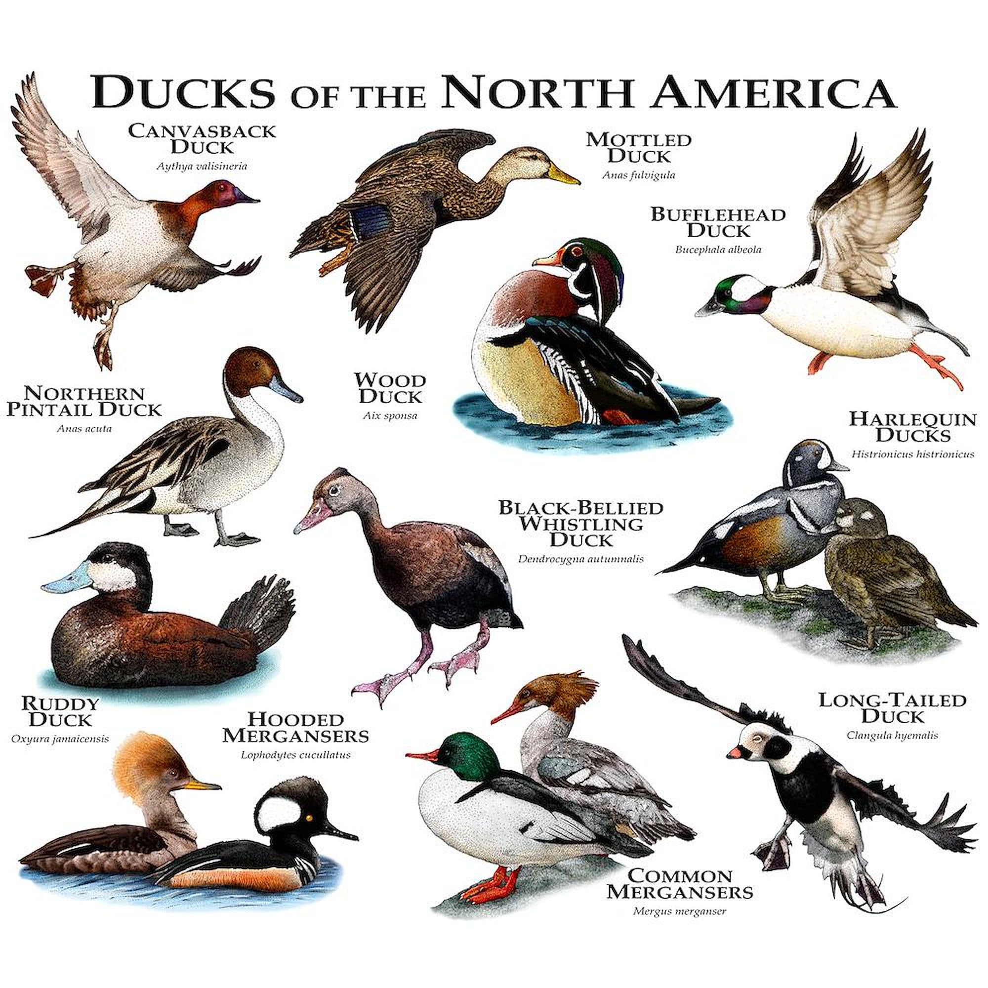 Ducks of North America 11 oz Ceramic Coffee Mug (325 ml) - Perfect for Hot Tea, Coffee & Office Use - CafePress