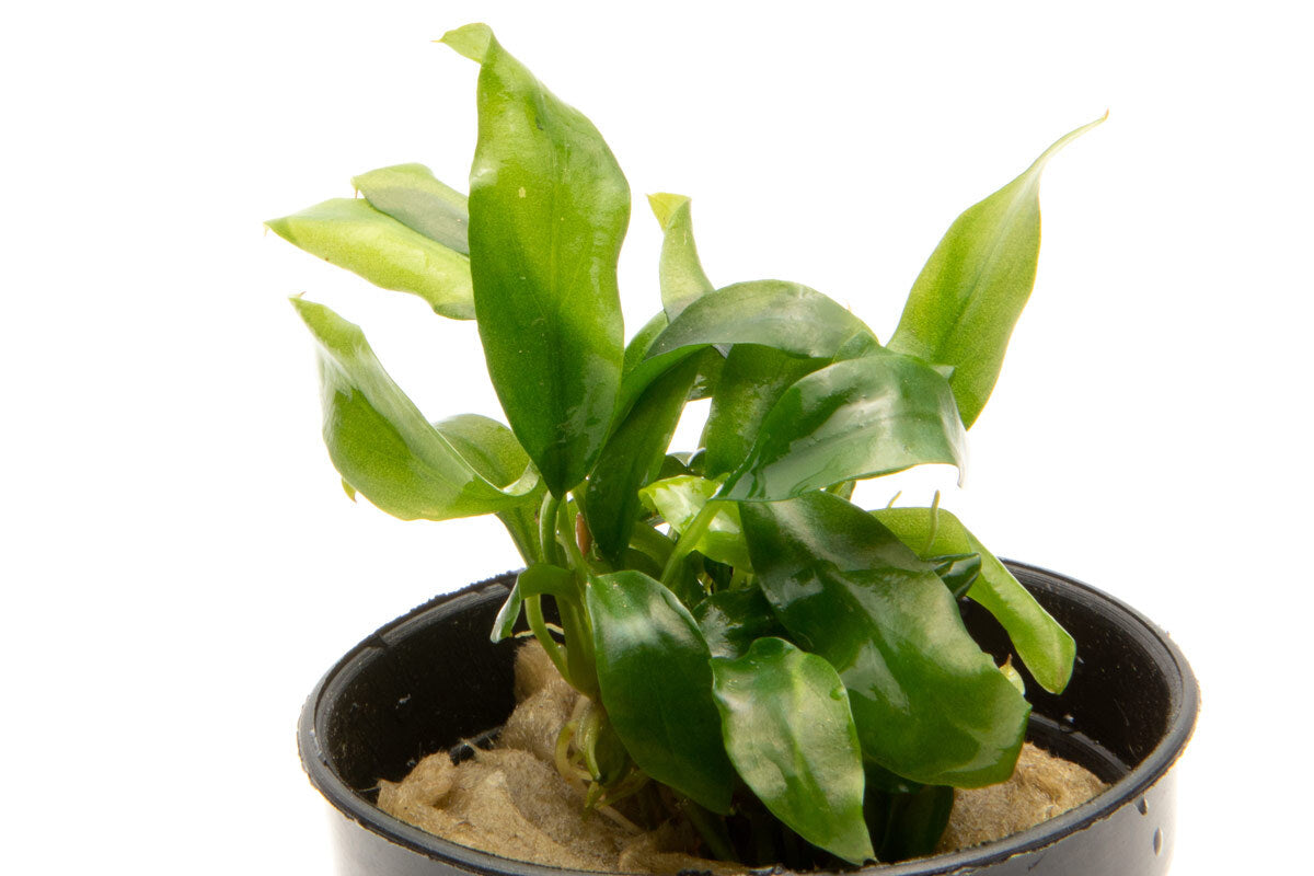 Anubias Minima Mini Aquatic Plant for Aquariums - Live Freshwater Plant for Fish Tanks, Low Light & Easy Care - Perfect for Nano Tanks, Aquascaping & Shrimp Habitats