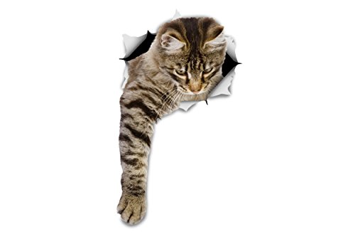 Reaching Tabby