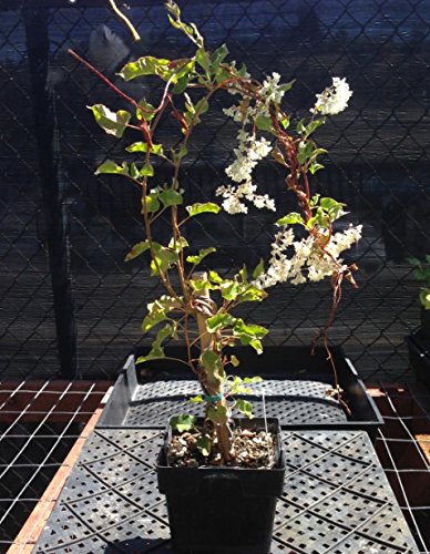 Easy to Grow 'Silver Lace' Live Vine Plants (2 Pack) - Rooted in Grower's Pots with Fragrant White Summer Flowers | Perfect for Trellises, Fences & Garden Decor