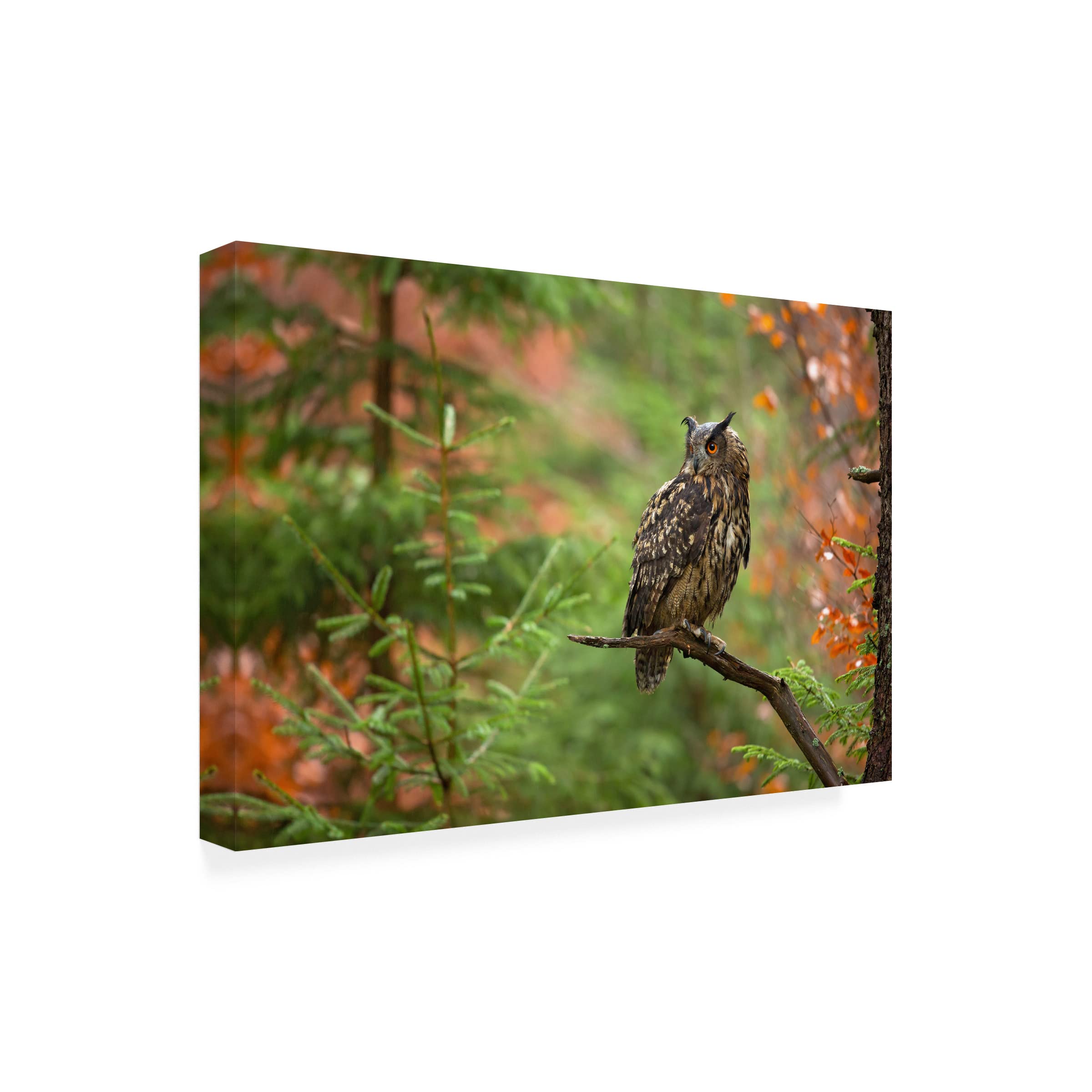 Trademark Fine Art 'Eurasian Eagle Owl' Canvas Wall Art by Milan Zygmunt - Premium Wildlife Home Decor for Living Room, Bedroom & Office