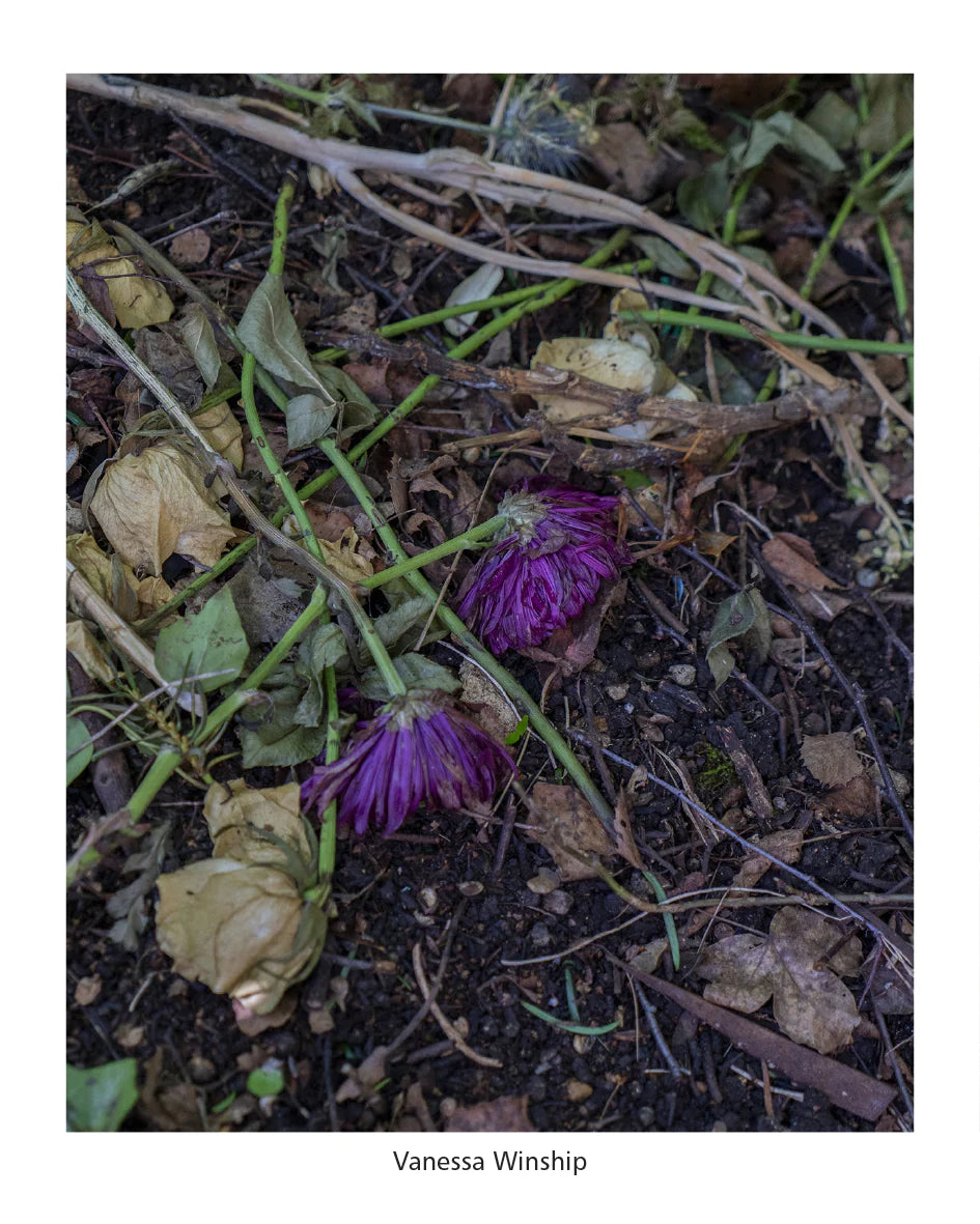 Beautiful Garden Pictures - High-Quality Floral & Nature Photography Prints for Home & Office Decor | Perfect for Wall Art, Gifts & Interior Design