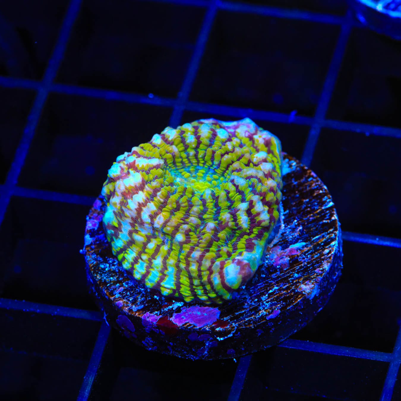 Convict Chalice Coral for Saltwater Aquariums – Vibrant LPS Coral for Reef Tanks & Marine Aquascaping