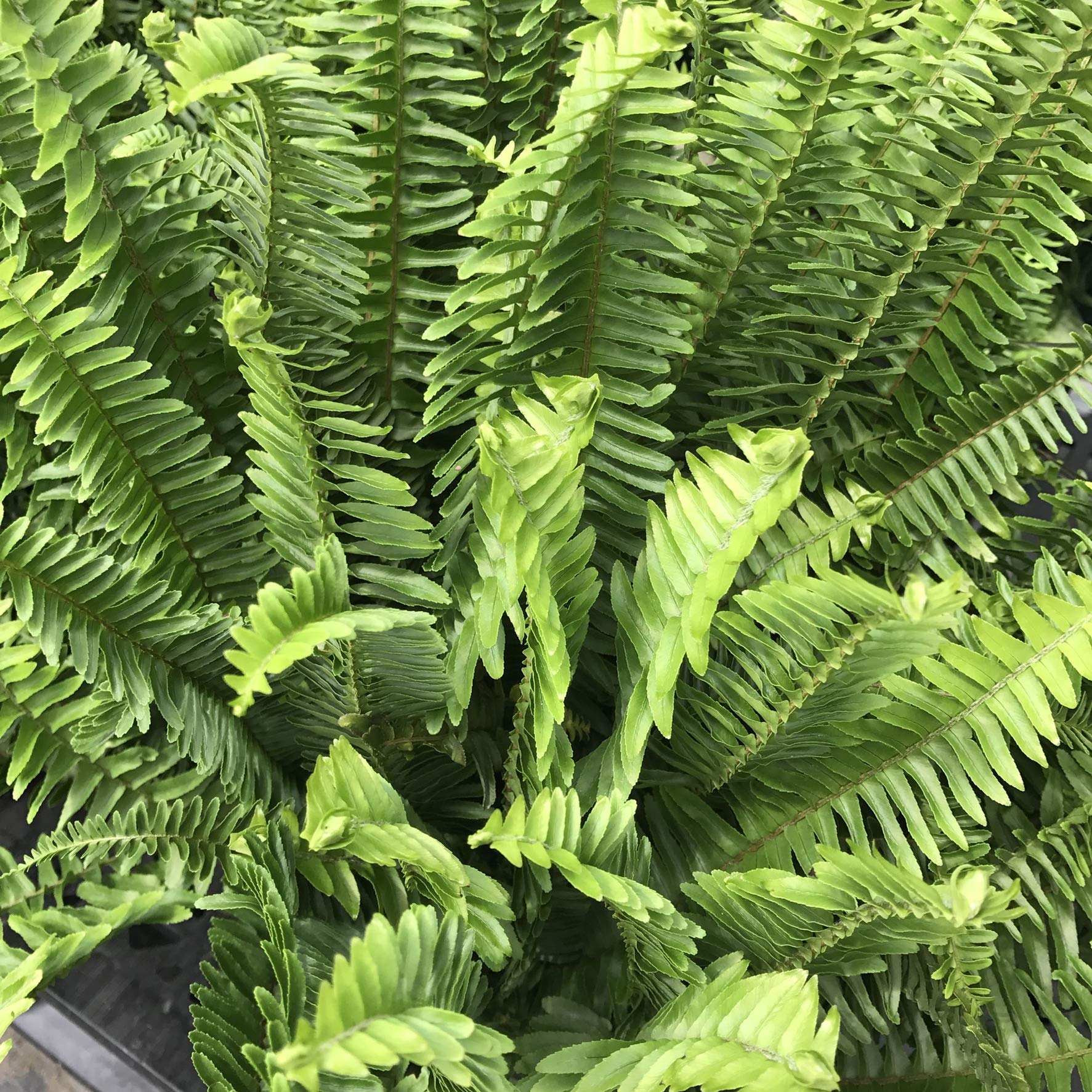 Australian Sword Kimberly Queen Fern - 3 Live Plants in 6 Inch Pots - Nephrolepis Obliterata - Wind Tolerant Herbaceous Fern for Indoor & Outdoor Decor, Landscaping, and Shade Gardens