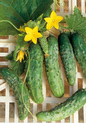 Salerno Seeds Kirby Cetriolino Piccolo Cucumber 4g - Italian Non-GMO Heirloom Cucumber Seeds for Home Gardening | Perfect for Salads, Pickling & Container Gardens