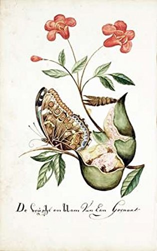 Cornelis Markee Pomegranate Fruit and Flower Art Print - 12x18 Inches Wall Decor for Living Room, Kitchen, or Office | Vintage Botanical Poster