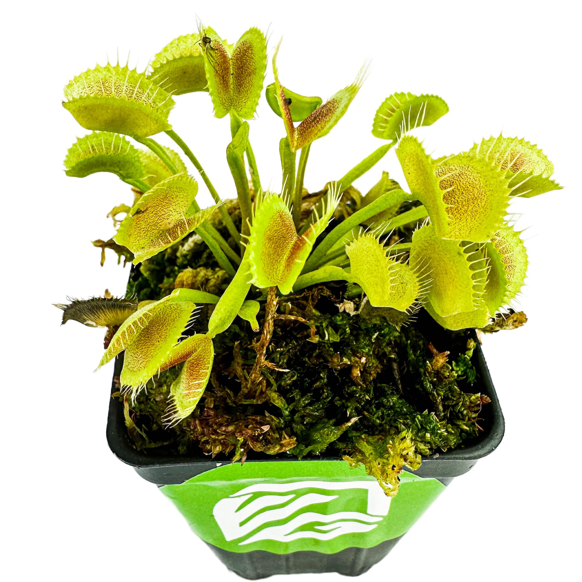 King Henry Venus Fly Trap Live Plant (Dionaea Muscipula) - Carnivorous Indoor & Garden Plant by Wellspring Gardens - Unique Starter Plant for Home, Office, Terrariums & Aquatic Gardens