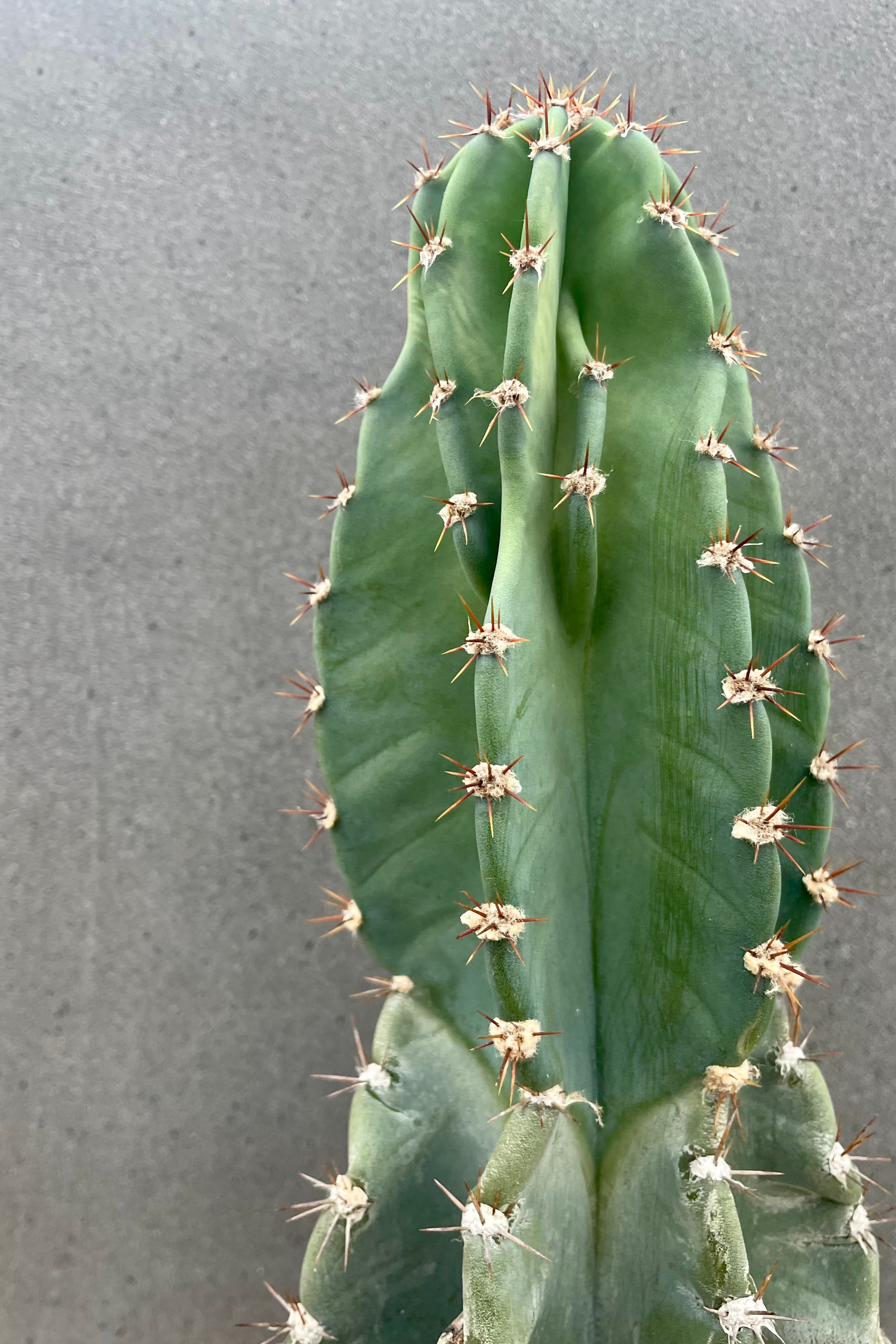 Buy Cereus Peruvianus Cactus - 8 Inch Potted Plant for Home & Office Decor, Indoor Gardening, and Succulent Lovers