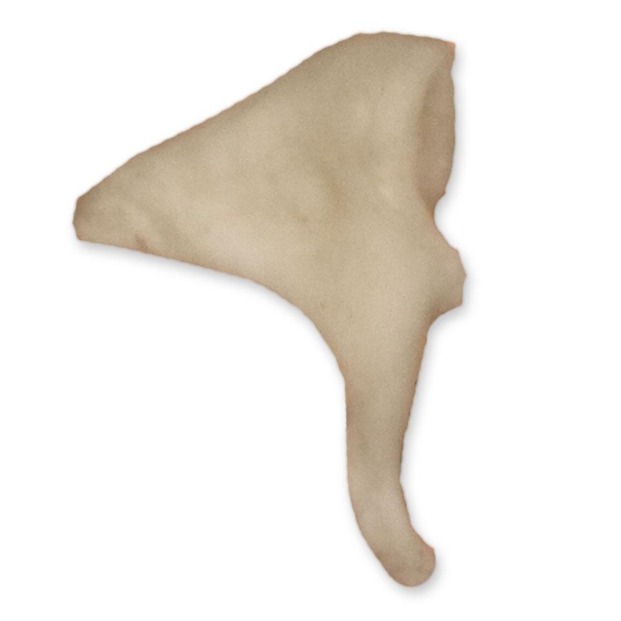 Authentic Human Inner Ear Ossicles - High-Quality Medical Specimens for Anatomy Study & Research | Ideal for Medical Students, Educators & Collectors