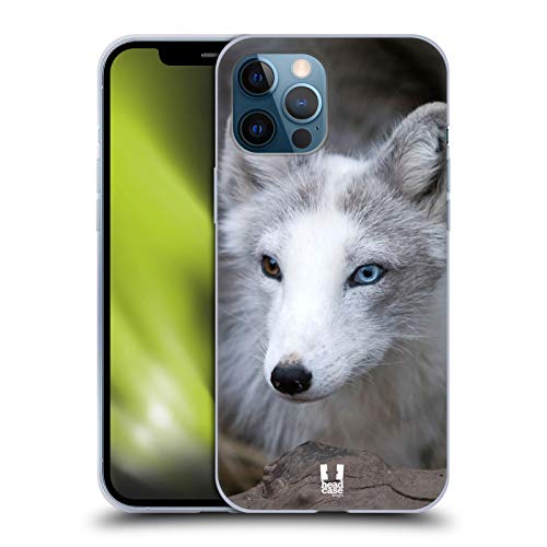 Coloured Eye Arctic Fox