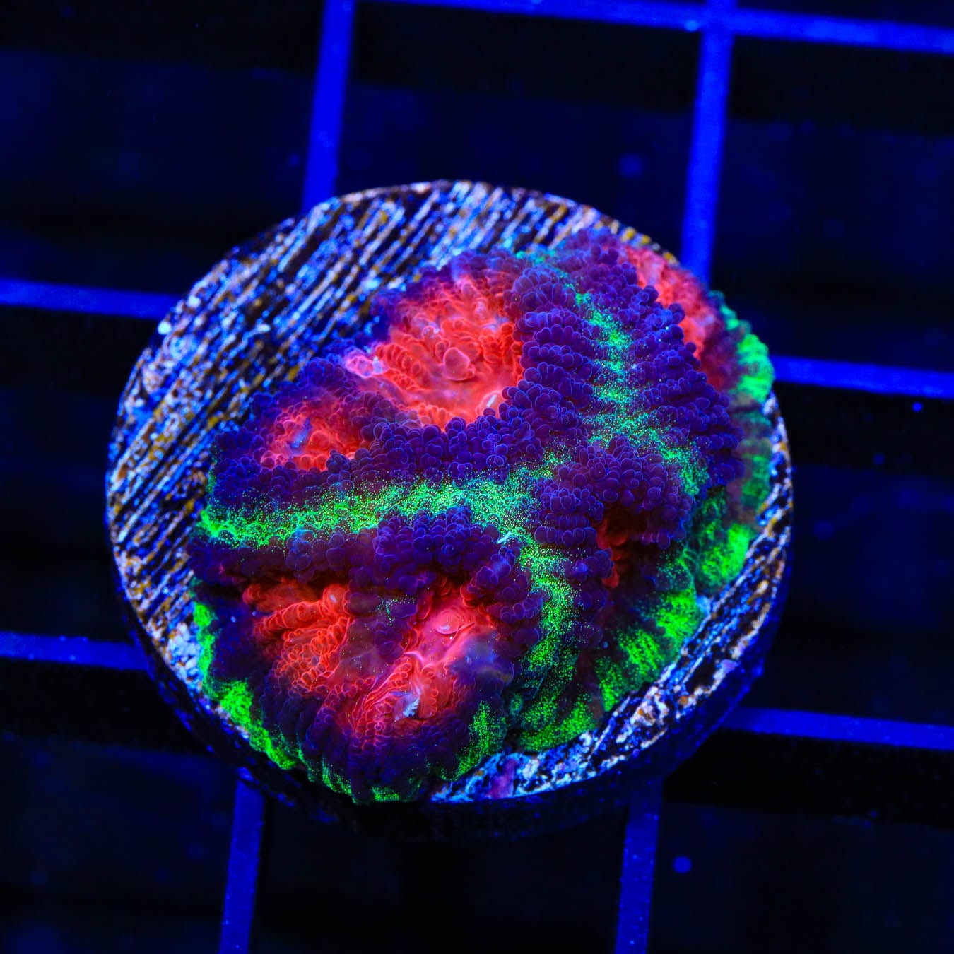 Premium Christmas Favia Coral for Saltwater Aquariums - Vibrant Red & Green LPS Coral for Reef Tanks - Perfect for Marine Aquascaping & Coral Frag Propagation