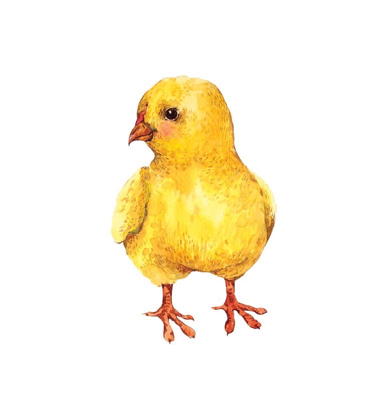 Adorable Baby Chick Wall Decals - Cute Nursery Room Decor for Kids & Baby Shower Gifts - Perfect for Bedroom, Playroom & Classroom Decorations