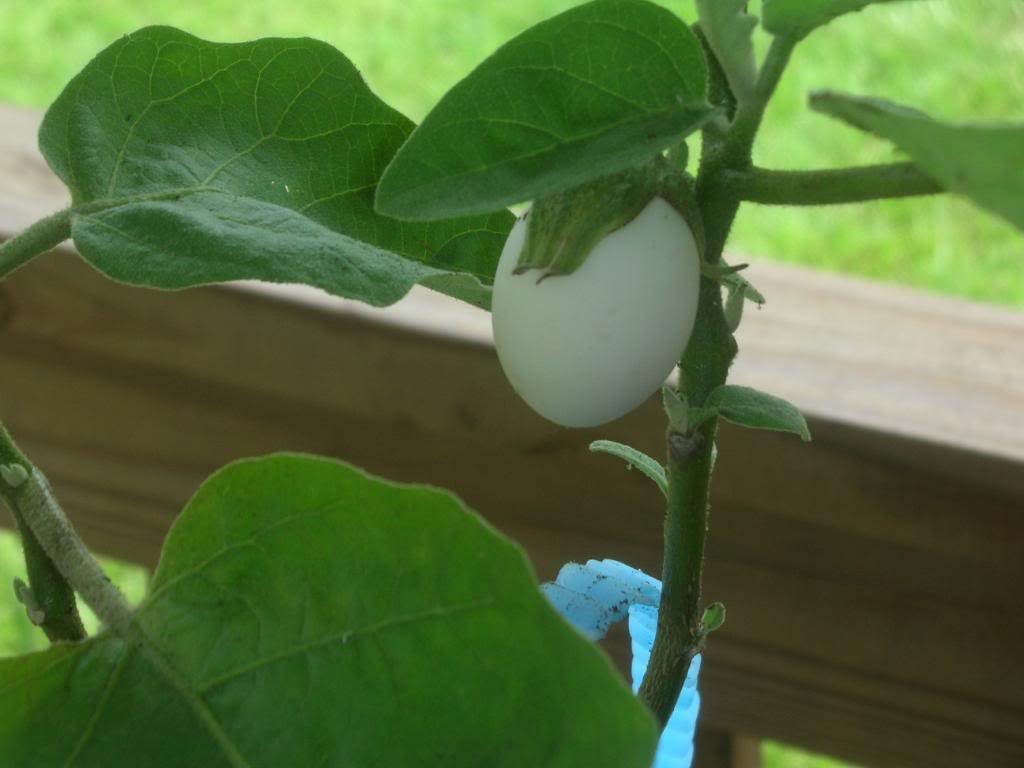 30 Easter Egg Plant Seeds (Solanum Ovigerum) - Ornamental Eggplant for Home Garden, Easter Decor & Unique Gifts - Perfect for Indoor Pots, Outdoor Planting & Holiday Displays